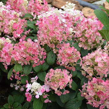 HYDRA PAN LITTLE QUICK FIRE #5PW