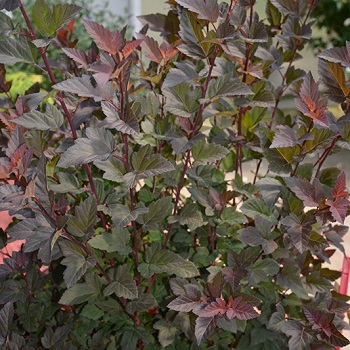 PHYSO OPU GINGER WINE #2 PW