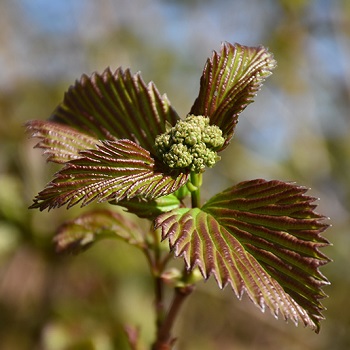 VIBUR DEN RED FEATHER #2 STG26
