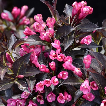 WEIGELA FLO SPILLED WINE #2 PW