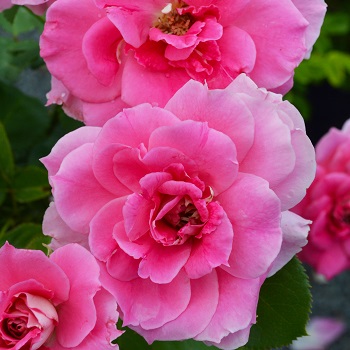 SRS CAREFREE WONDER #2 PINK
