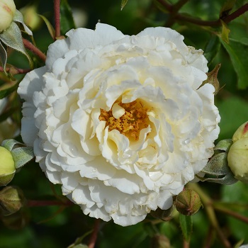 SRS SNOWDRIFT #2 WHITE