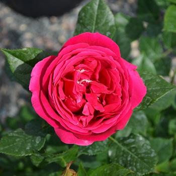 HTP GRANDE DAME #3 ROSE PINK