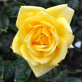 HTP OPENING NIGHT #3 PURE RED