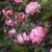 SRS GRACE & GRIT PINK #2