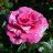 HTP PRD DY #3 PINK/WHT STR