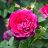 HTP TWILIGHT ZONE #3 DEEP PURPLE