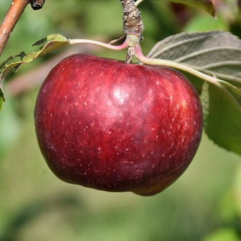 MALUS FROSTBITE APPLE #5 DWF