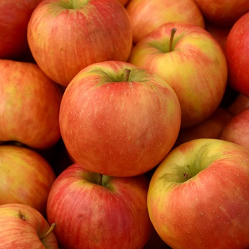 MALUS HONEYCRISP APPLE #5 DWF