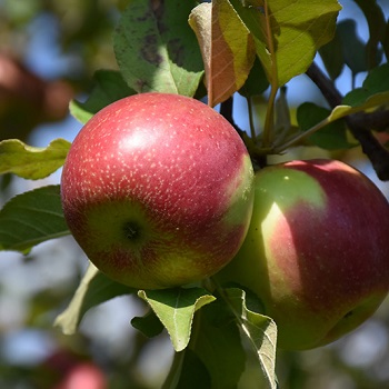 MALUS KINDERKRISP APPLE#7 DWF