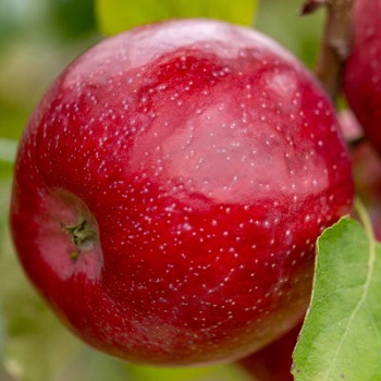 MALUS TRIUMPH APPLE #7