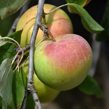 MALUS ZESTAR APPLE #7 DWF