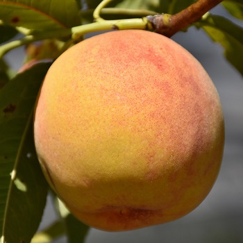 PRUNUS RELIANCE PEACH #7