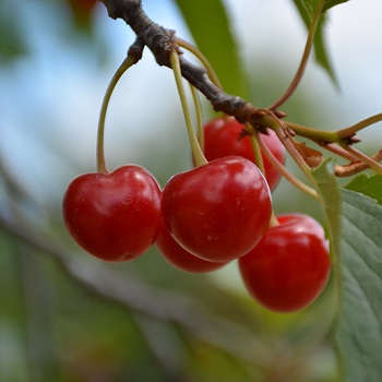 PRUNUS MONTMORENCY CHERRY #5