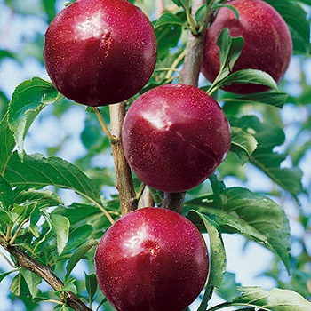 PRUNUS SUPERIOR PLUM #5