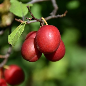 PRUNUS TOKA PLUM #5