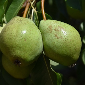 PYRUS LUSCIOUS PEAR #7