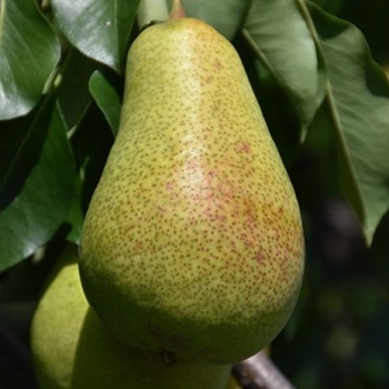 PYRUS PATTEN PEAR #5