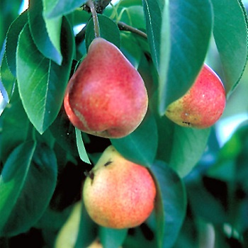 PYRUS SUMMERCRISP PEAR #5