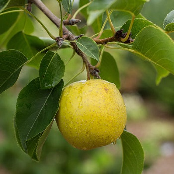 PYRUS TAWARA ASIAN PEAR #5 FE