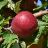 MALUS HARALRED APPLE #7 DWF