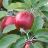 MALUS SNOW SWEET APPLE #5 DWF