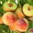 PRUNUS POLLY PEACH #7