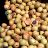 PRUNUS BROOKCOT APRICOT #7