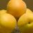 PRUNUS MOONGOLD APRICOT #7
