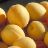 PRUNUS SUNGOLD APRICOT #7