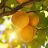 PRUNUS WESTCOT APRICOT #7