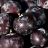 PRUNUS BLACK ICE PLUM #5