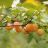 PRUNUS LA CRESCENT PLUM #7