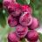 PRUNUS PIPESTONE PLUM #5