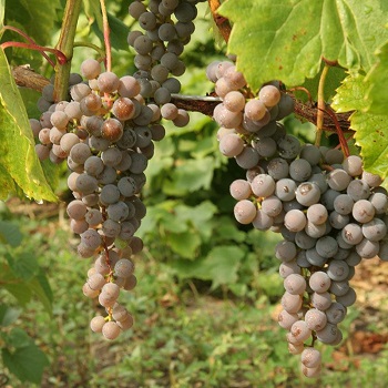 GRAPE FRONTENAC GRIS #1/7"