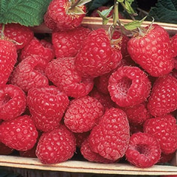 RASPBERRY ENCORE #1/7"