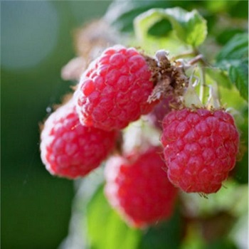 RASPBERRY HERITAGE #1/7"