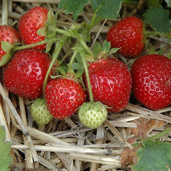 STRAW JEWEL JUMBO 6 PAC