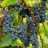 GRAPE ST. CROIX #3