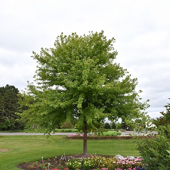 ACER FRE SIENNA GLEN 3"BB