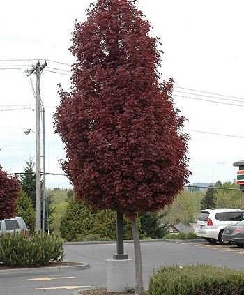 ACER PLA CRIMSON SENTRY MAPLE#10