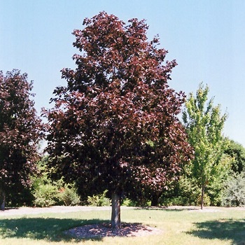 ACER PLA ROYAL RED MAPLE #10