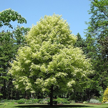 ACER PLA VARIEGATED MAPLE #20