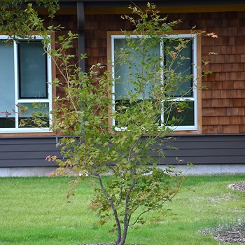 ACER X PSE NORTHERN GLOW #7 CLP