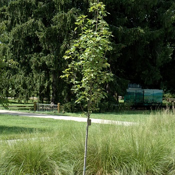 ACER RUB ARMSTRONG GOLD 2"BB