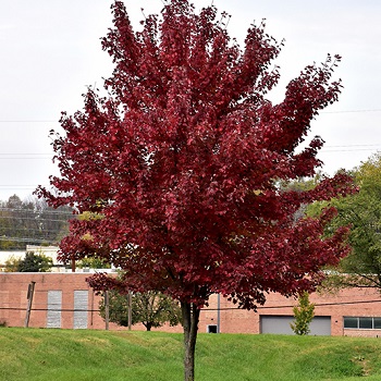 ACER RUB BRANDYWINE #10