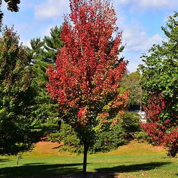 ACER RUB RED ROCKET #20