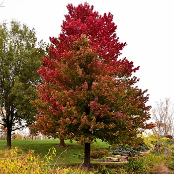 ACER RUB RED SUNSET MAPLE #25