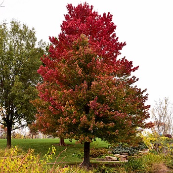 ACER RUB RED SUNSET MAPLE 2.5"BB