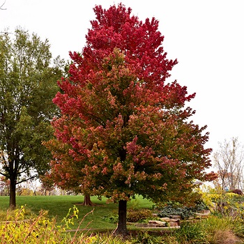 ACER RUB RED SUNSET 2.5"BB